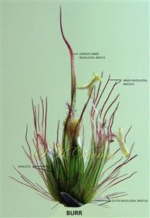  Spikelets surrounded by involucre
